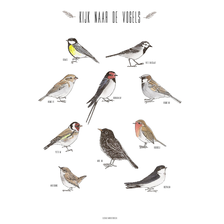 birds