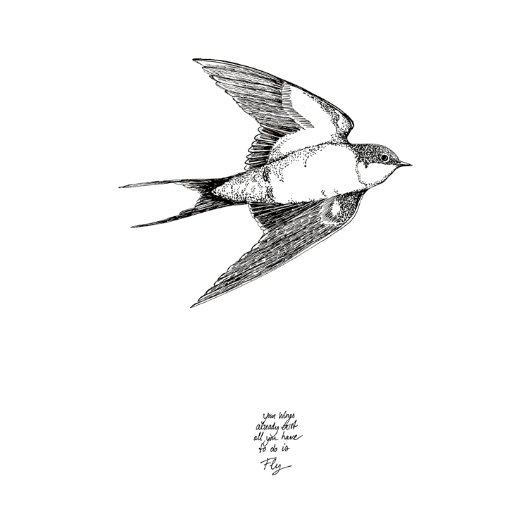 zwaluw fly